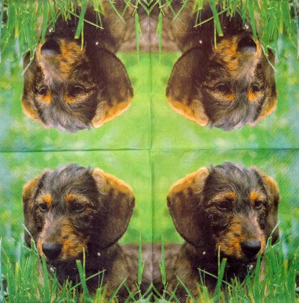 003 Hunde - 3-lagig - Ambiente